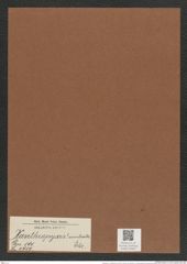 Xanthiopyxis ? aculeata Ehr. (de-Toni-Nr.: Genus 190, Species 4717) Zeichnungen Sammlung Grunow Mappe 04605 (Herbarium_W_Grunow_drawings_Folder_04605)